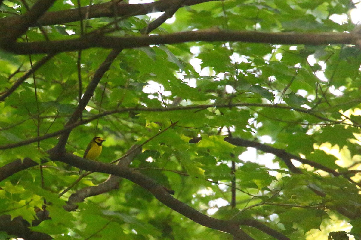Hooded Warbler - ML510530981