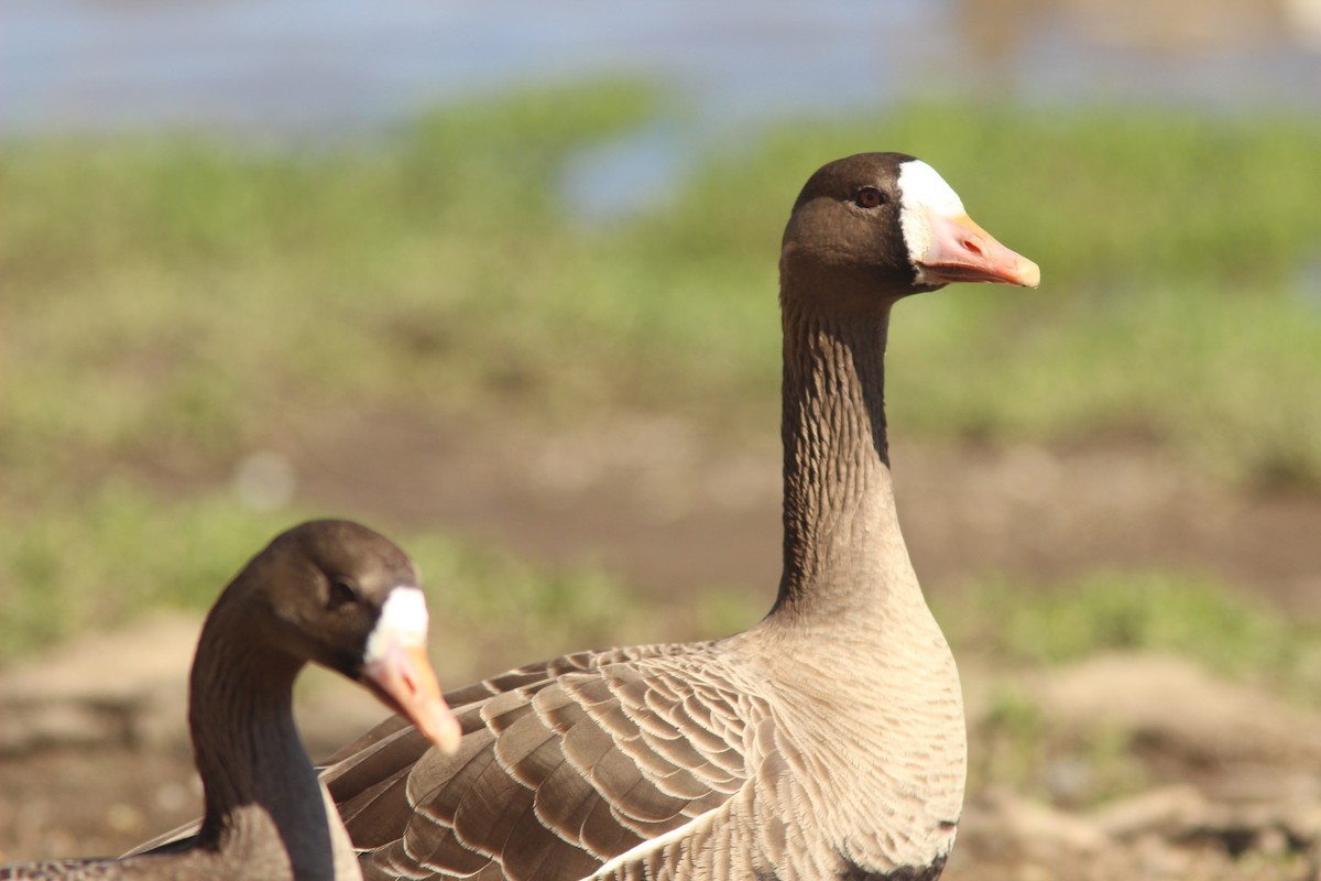 Greater White-fronted Goose - Debby Parker