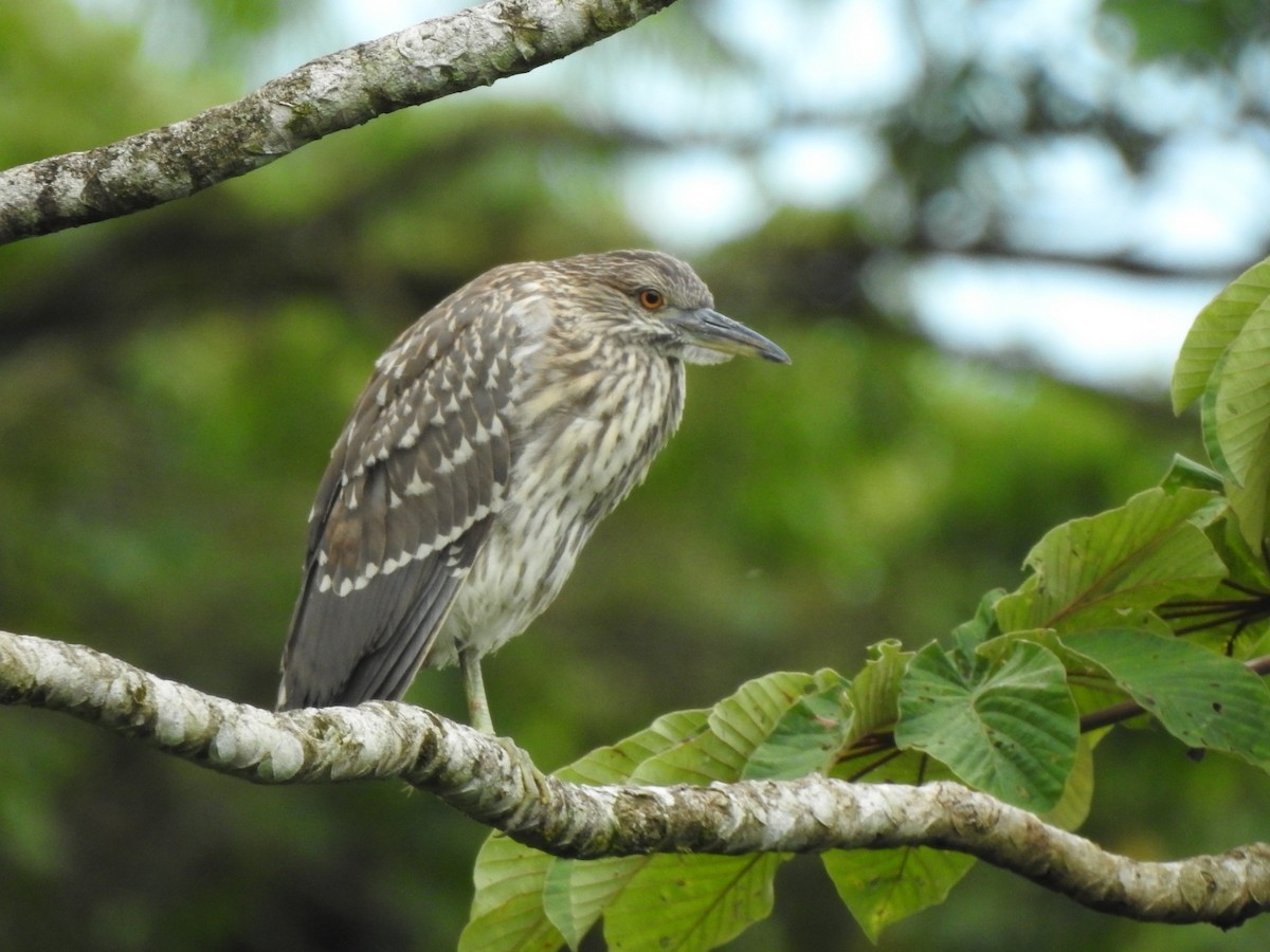 Black-crowned Night Heron - ML510533691