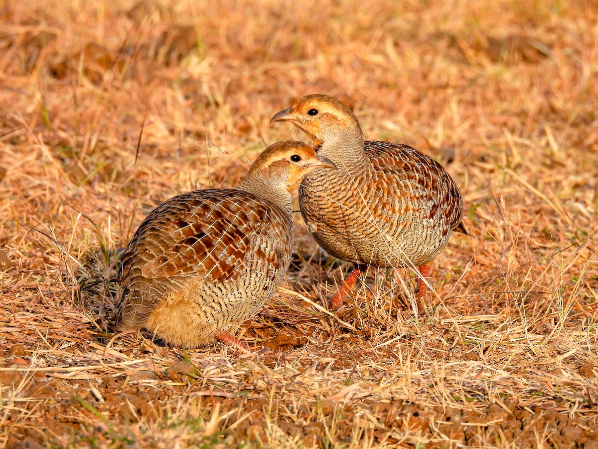 Gray Francolin - ML510533951