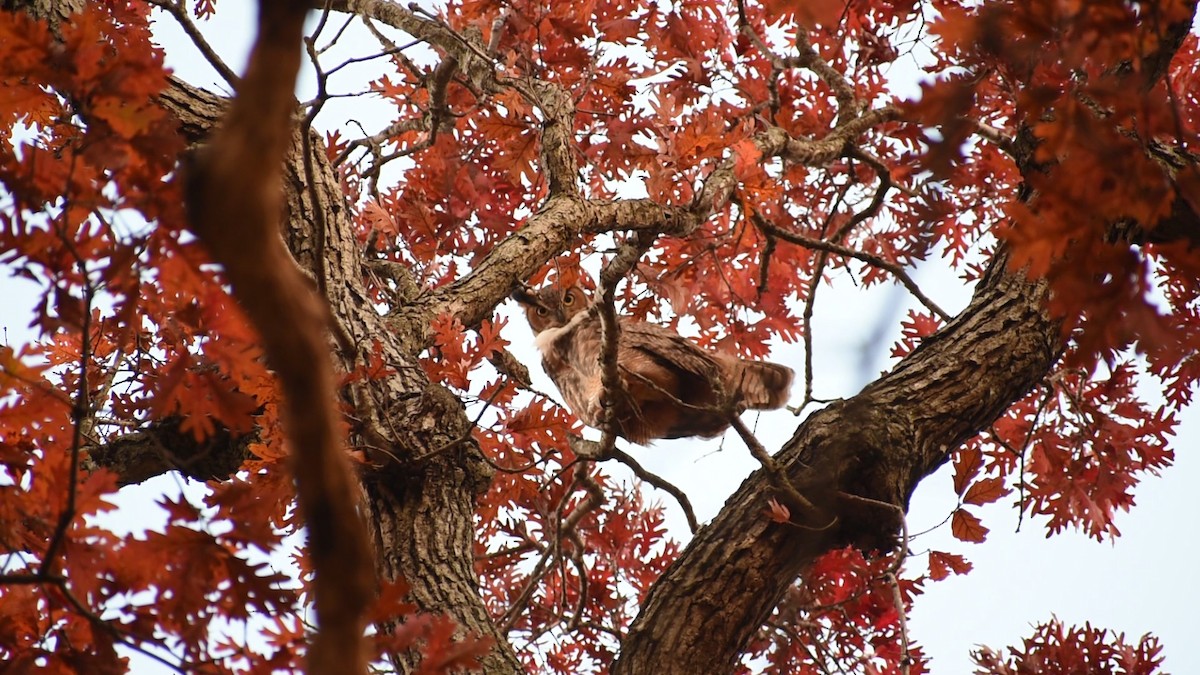 Great Horned Owl - ML510535561