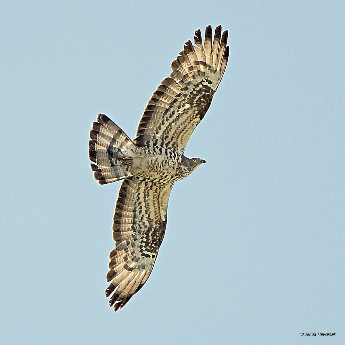 European Honey-buzzard - ML510536931