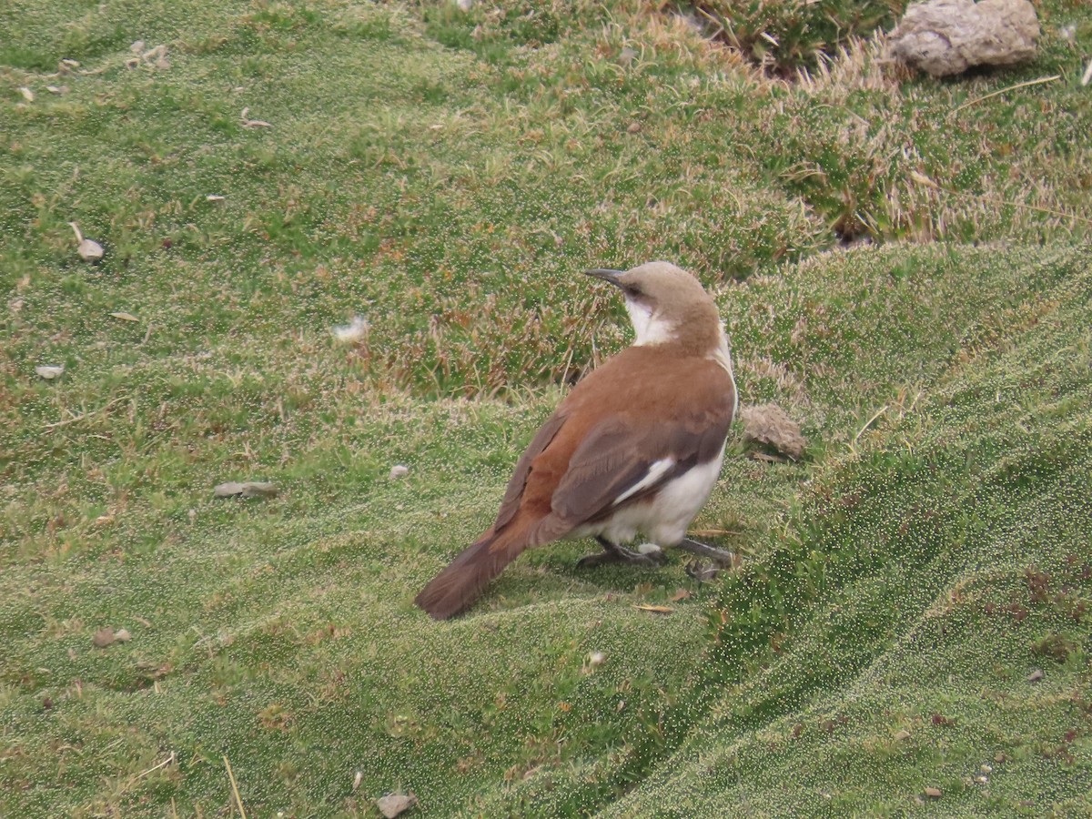 White-bellied Cinclodes - Suzanne Beauchesne