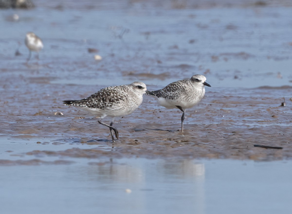 Black-bellied Plover - ML510539011