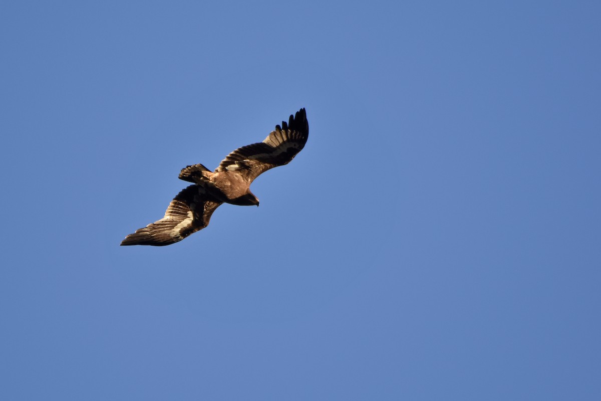 Steppe Eagle - ML51053981