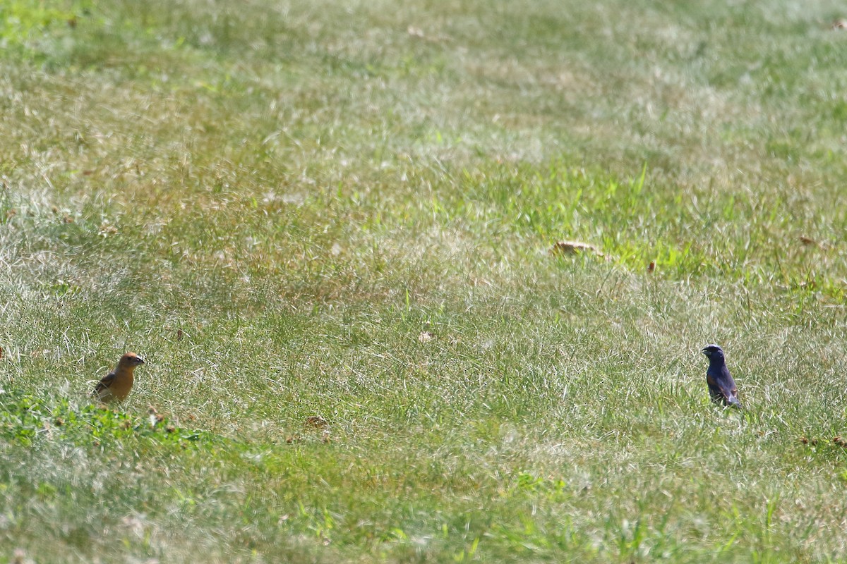 Blue Grosbeak - ML510541161