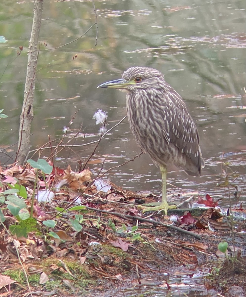 Black-crowned Night Heron - ML510544891