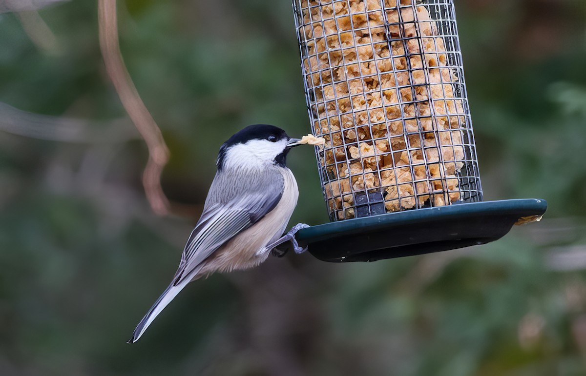 Black-capped Chickadee - Nick Pulcinella