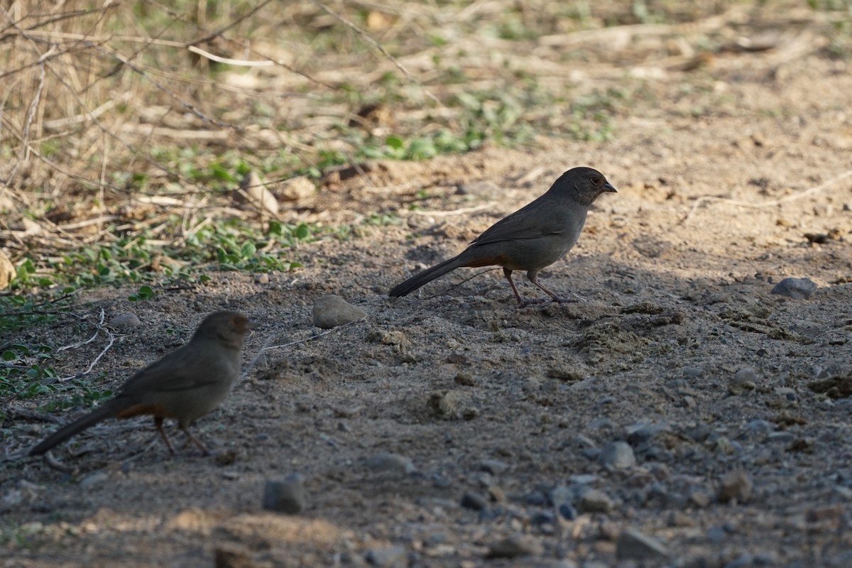 California Towhee - ML510548441