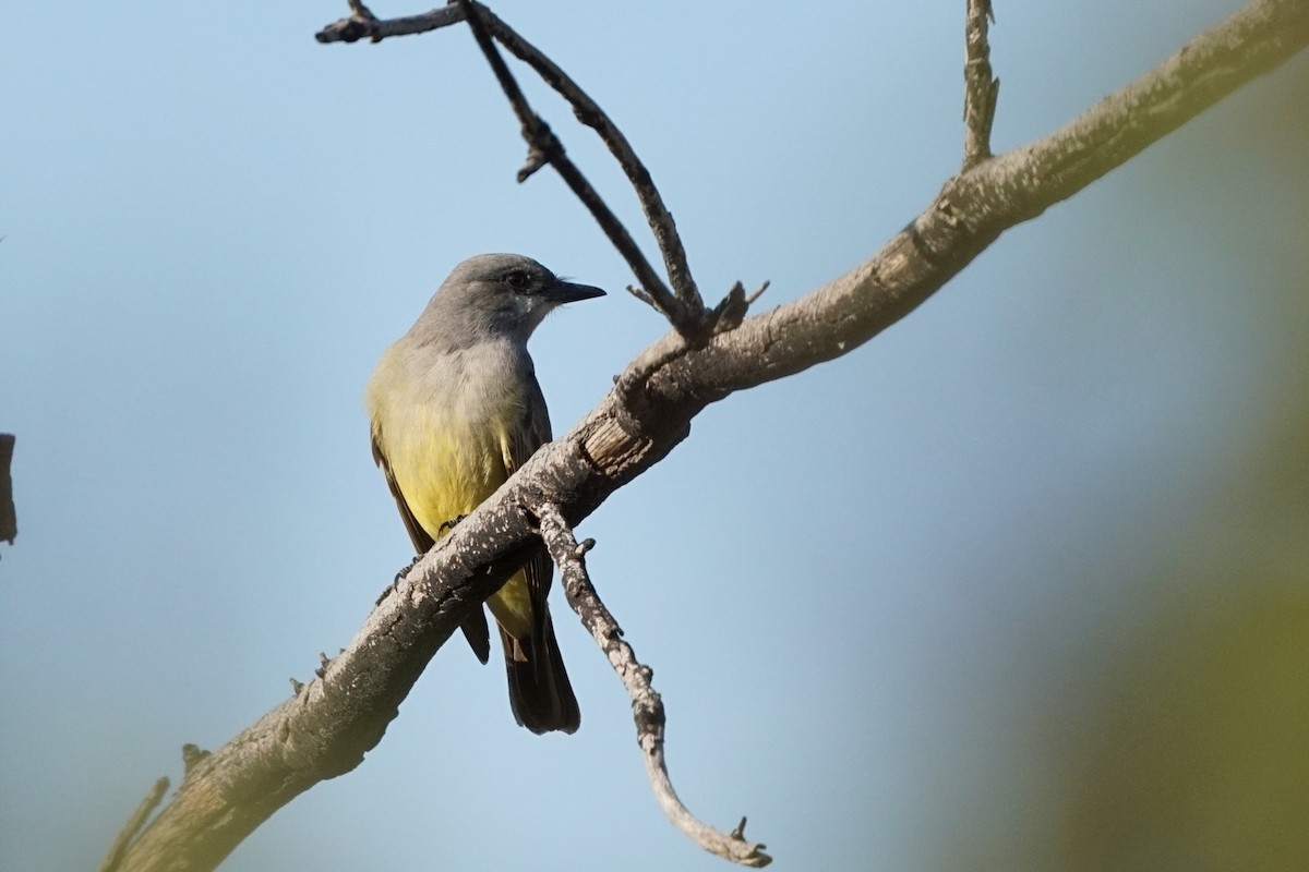 Cassin's Kingbird - ML510548451