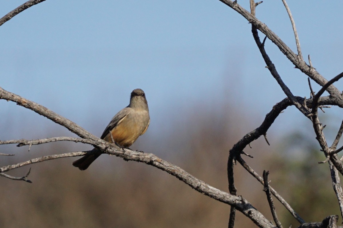 Mosquero Llanero - ML510548481