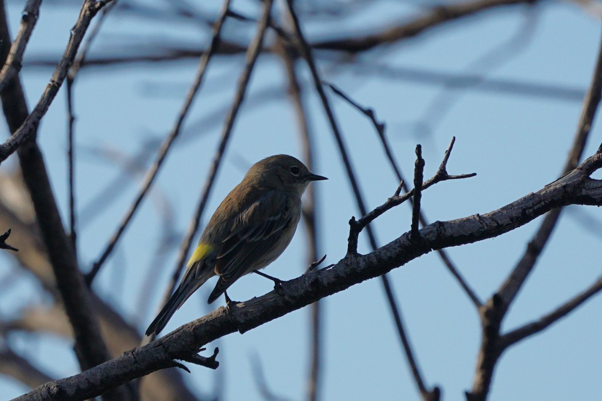 Yellow-rumped Warbler - Jacob Tims
