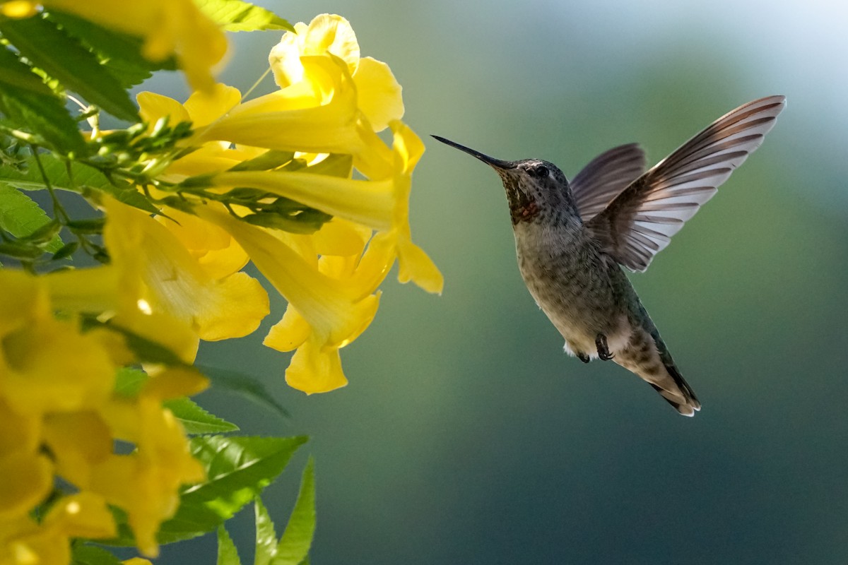 Anna's Hummingbird - ML510550271