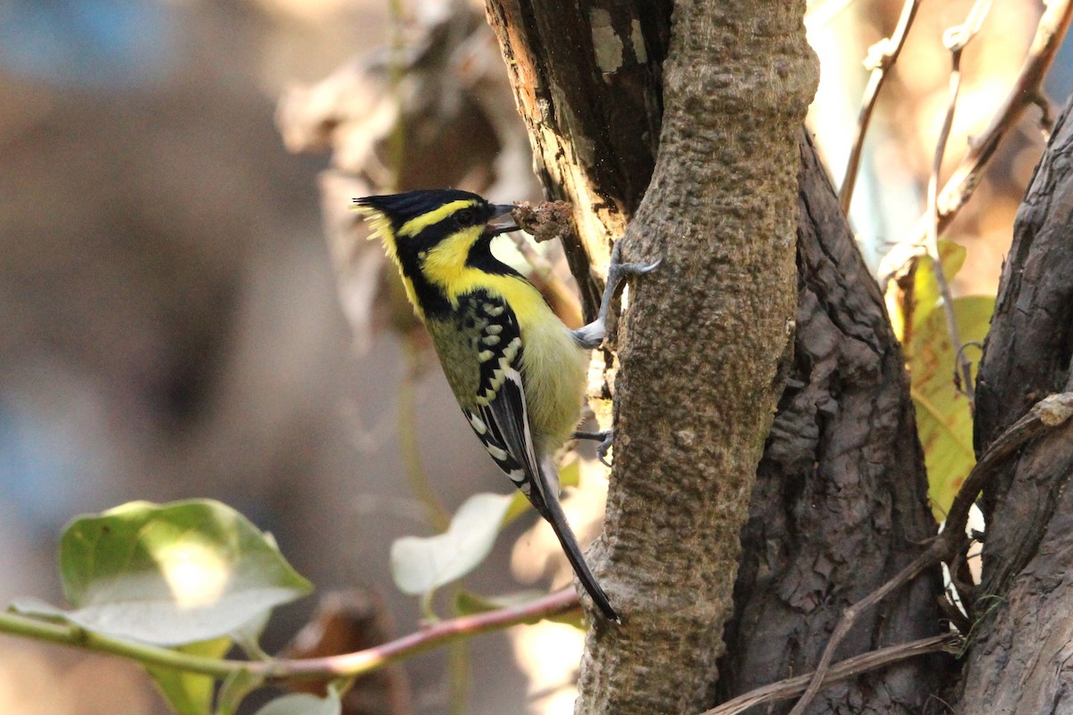 Himalayan Black-lored Tit - ML510551481