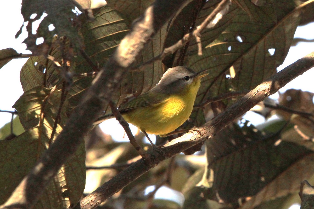 Gray-hooded Warbler - ML510551671