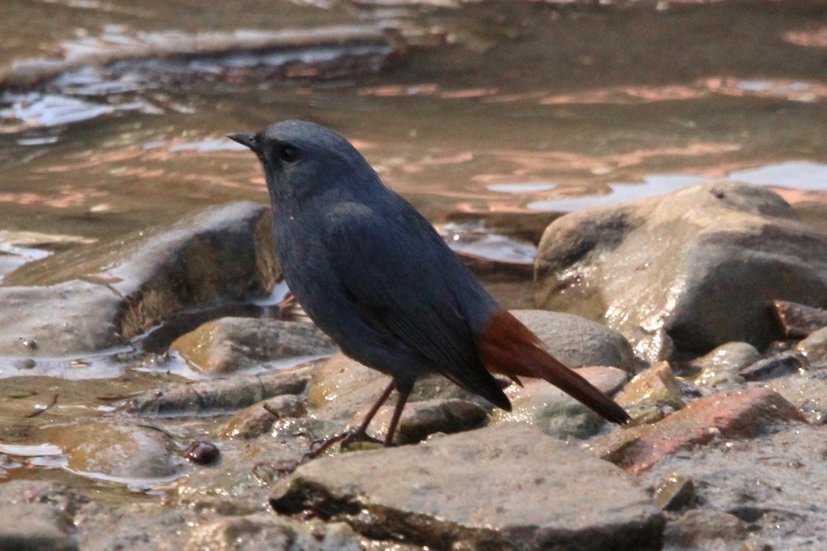 Plumbeous Redstart - ML510551731