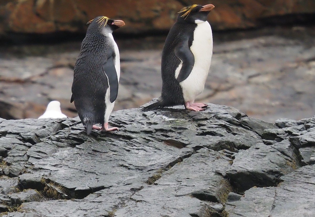 Златохохлый пингвин - ML510551841