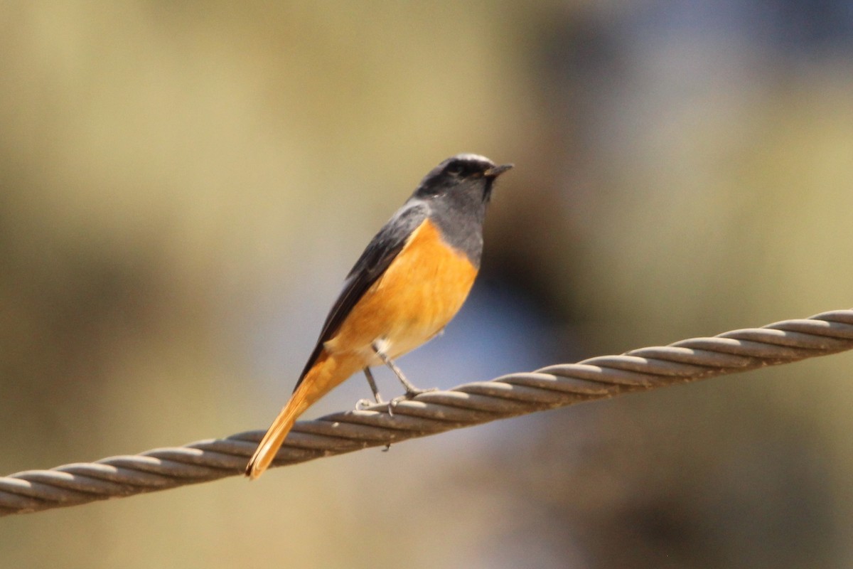Hodgson's Redstart - ML510551901