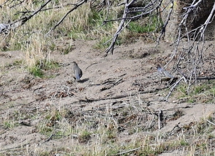 California Quail - ML510552251