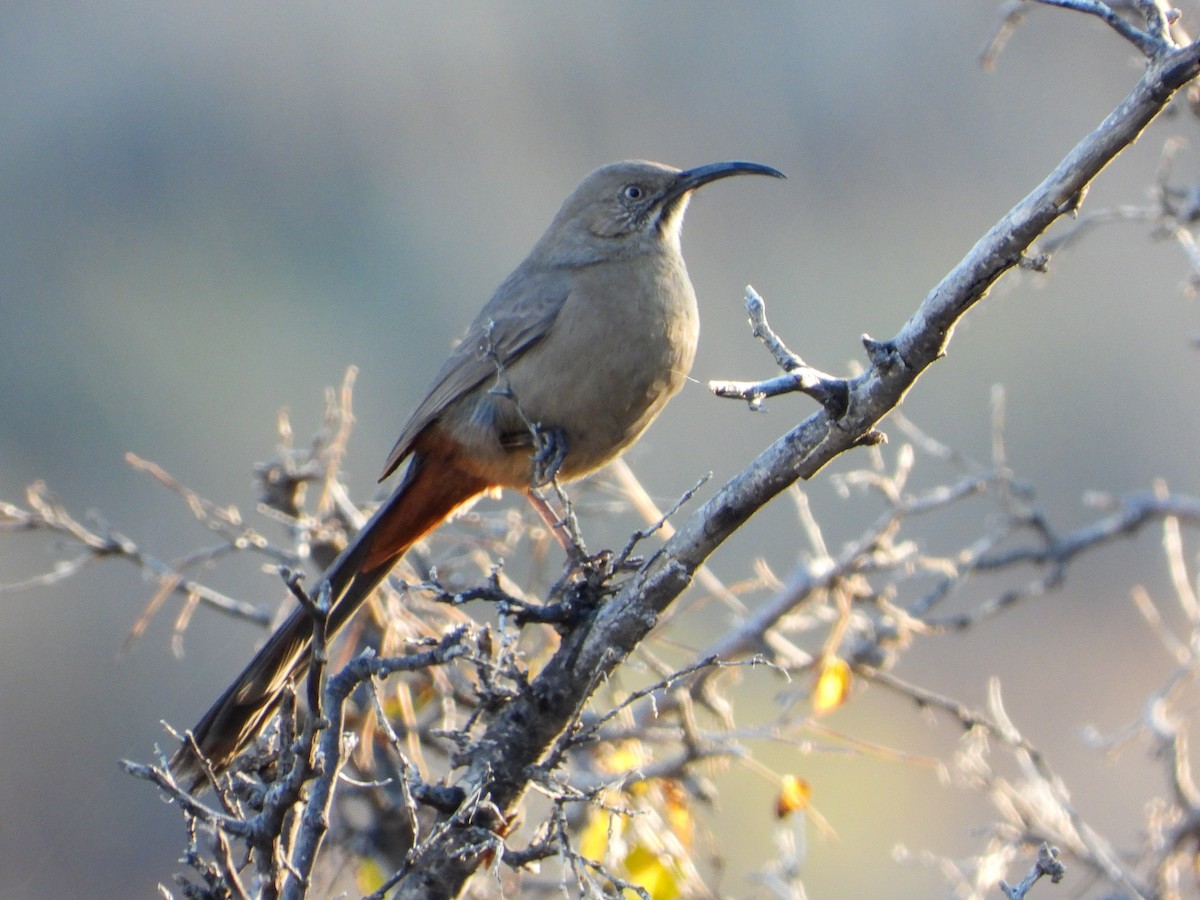 Crissal Thrasher - ML510555451