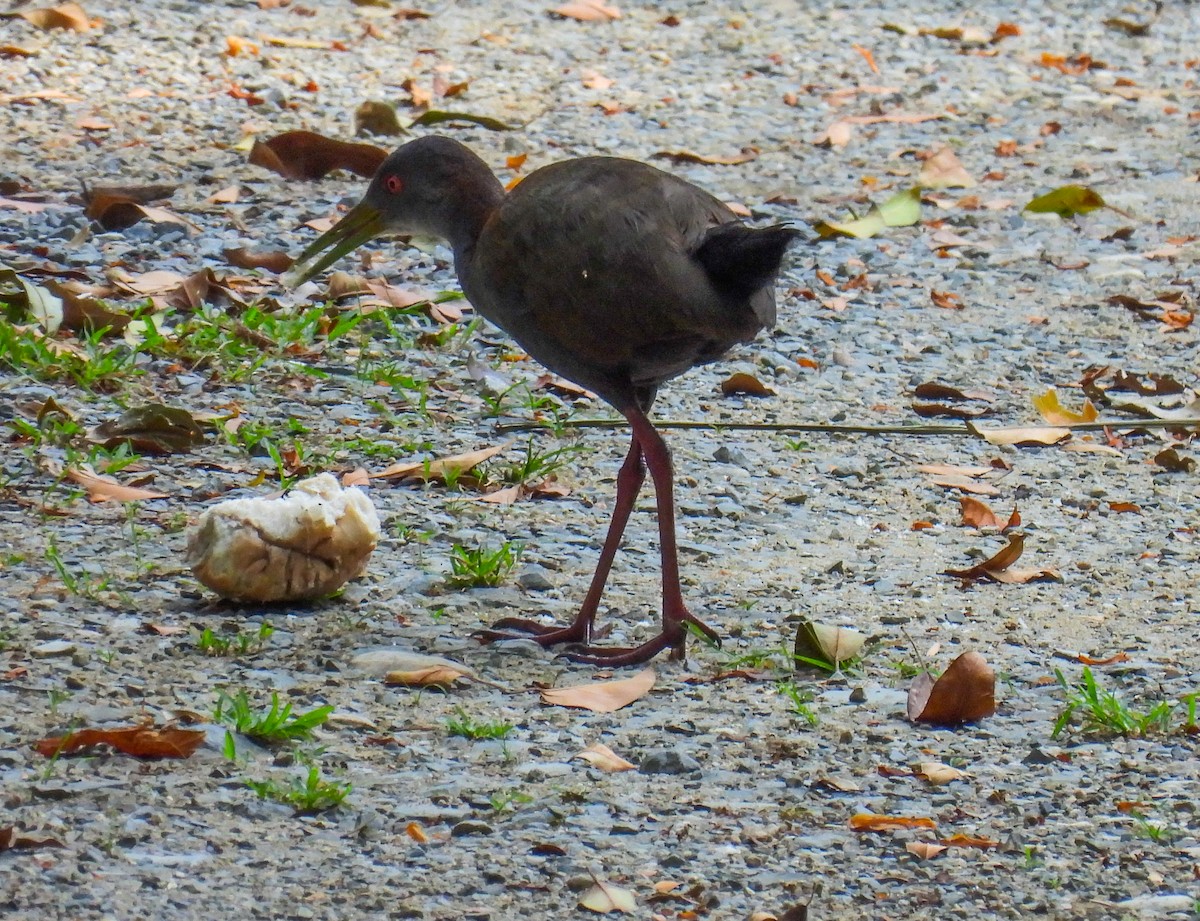 Slaty-breasted Wood-Rail - ML510559181