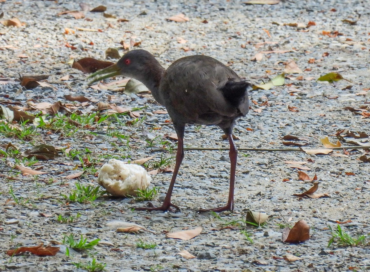 Slaty-breasted Wood-Rail - ML510559201