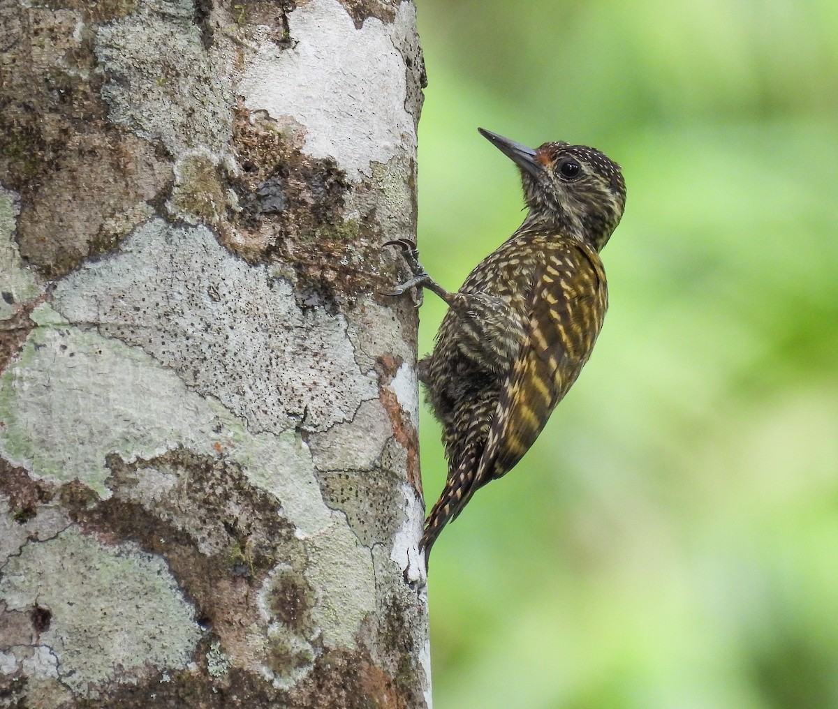 White-spotted Woodpecker - ML510559421