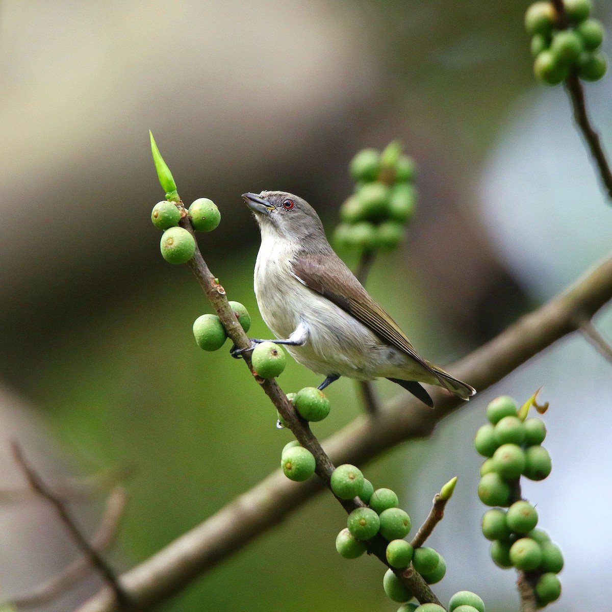 Thick-billed Flowerpecker - ML510563051