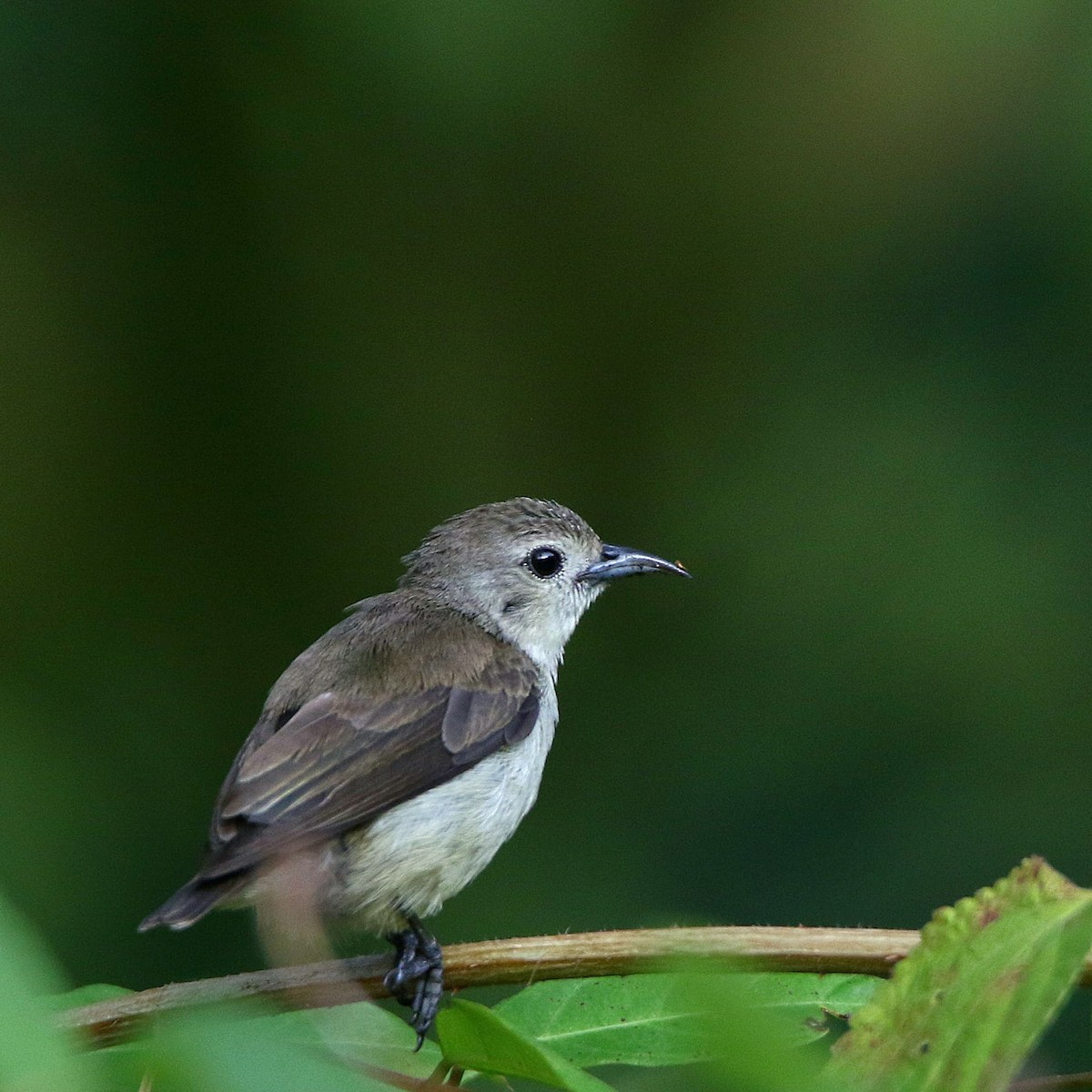 Nilgiri Flowerpecker - ML510563101