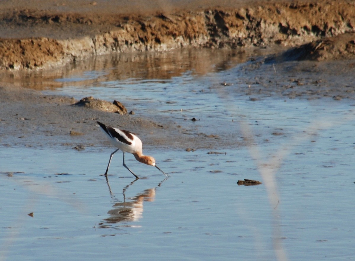 American Avocet - ML51056371