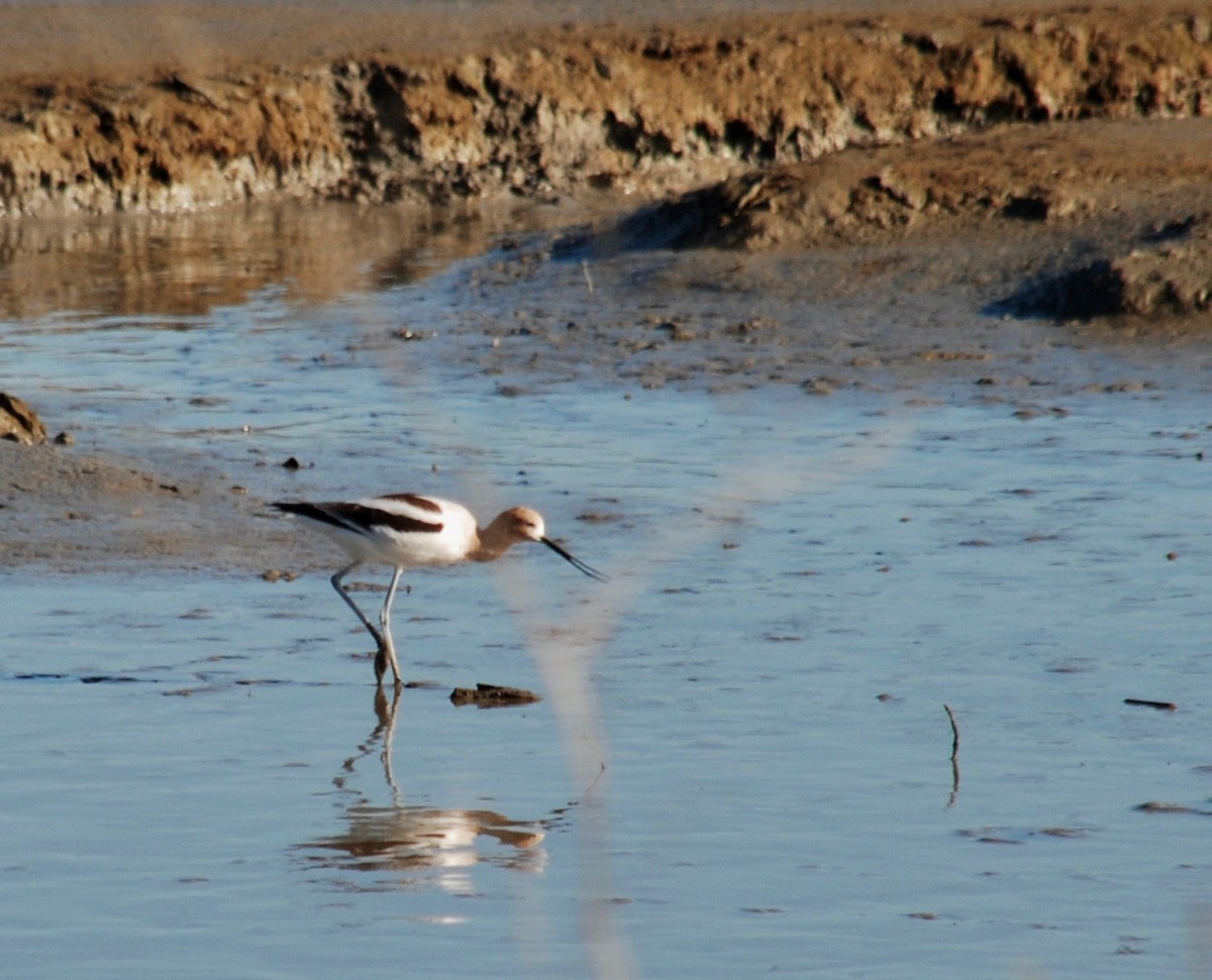 American Avocet - ML51056381