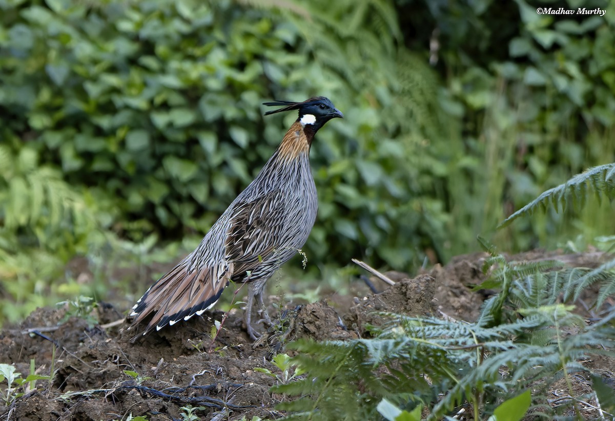 Koklass Pheasant - ML510563891