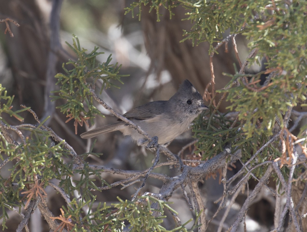 Oak/Juniper Titmouse (Plain Titmouse) - Corey Husic