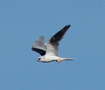 White-tailed Kite - ML51056571