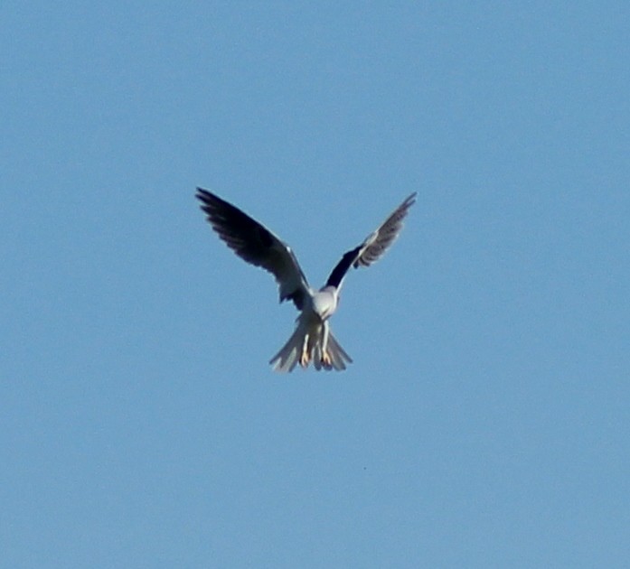White-tailed Kite - ML51056591