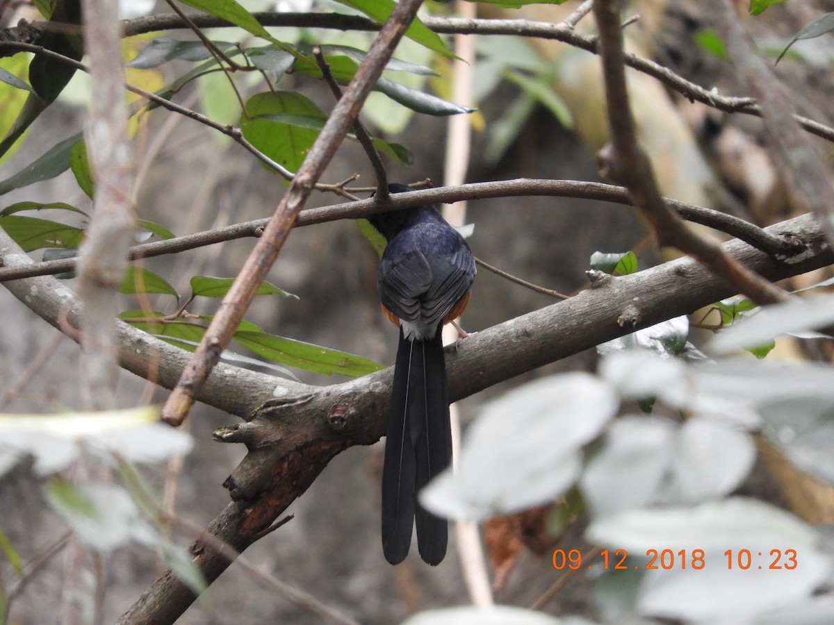 White-rumped Shama - ML510566181
