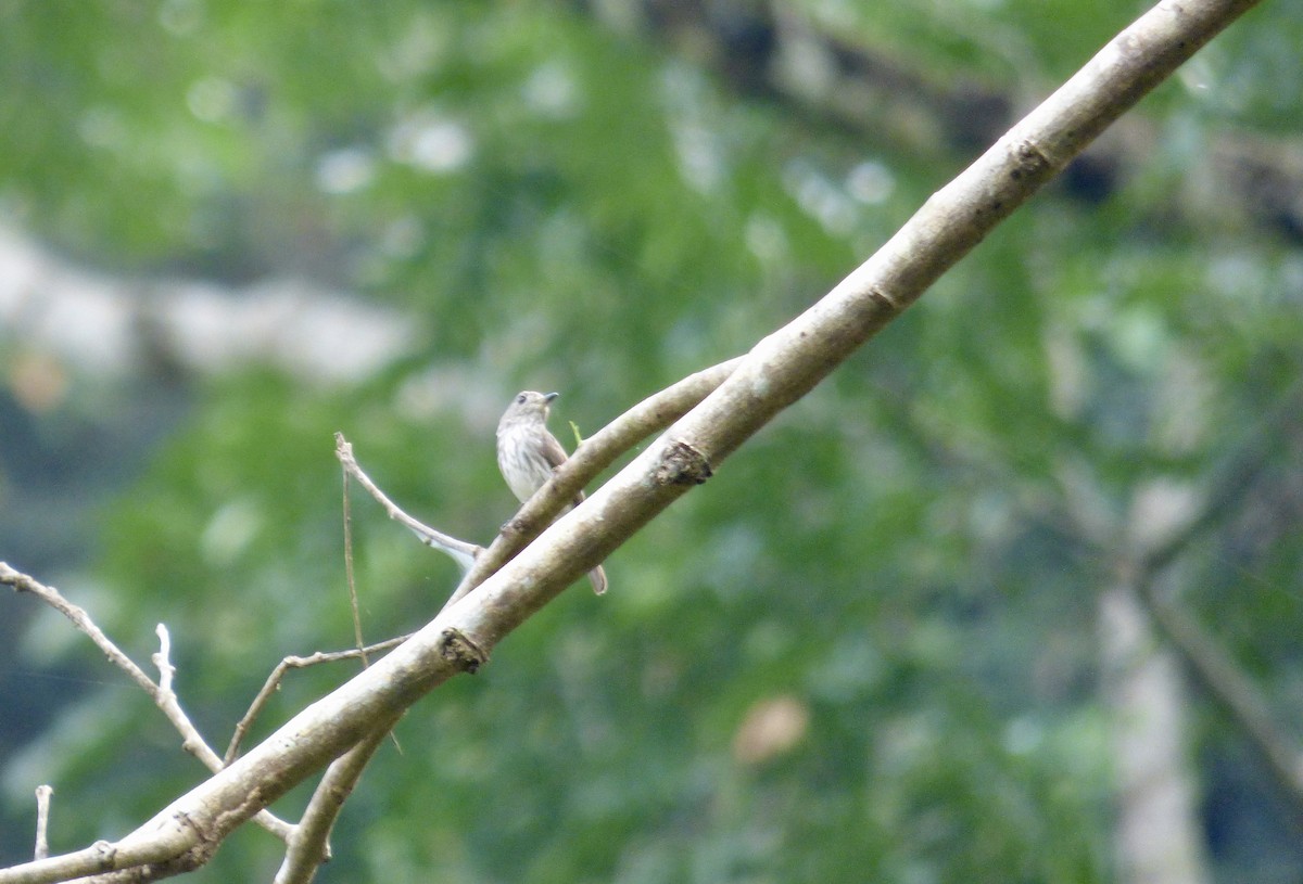 Sulawesi Brown Flycatcher - ML510566791