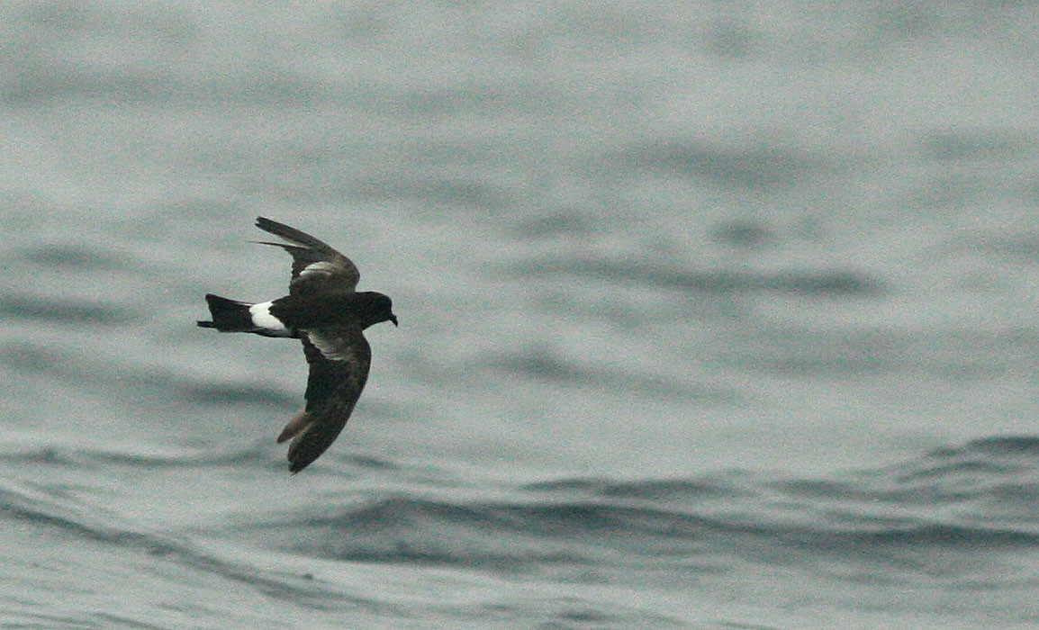 Wilson's Storm-Petrel - ML510567101