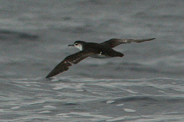 Barolo Shearwater - ML510567131