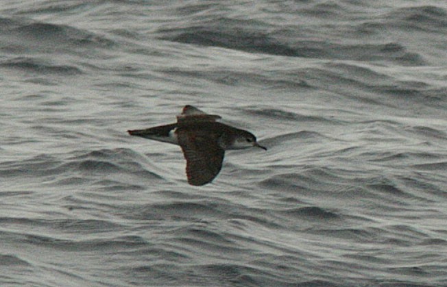 Puffin de Macaronésie - ML510567151