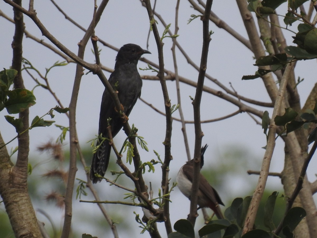 Gray-bellied Cuckoo - ML510567361