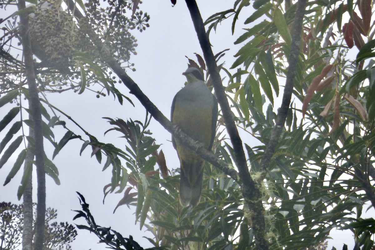 Red-eared Fruit-Dove - ML510567541