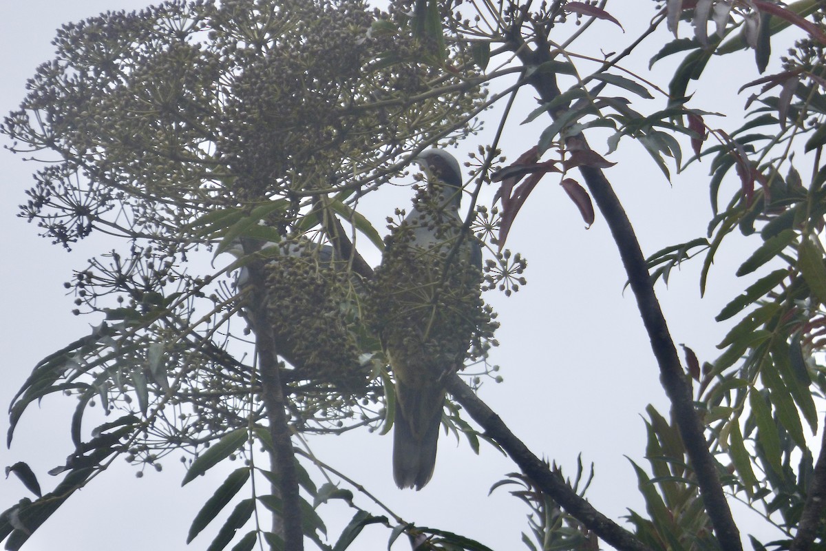 Red-eared Fruit-Dove - ML510567551