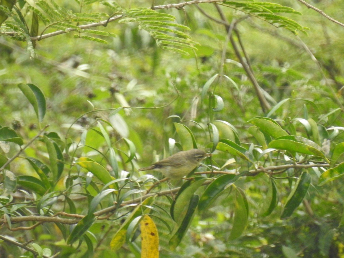 Tickell's Leaf Warbler - ML510567571