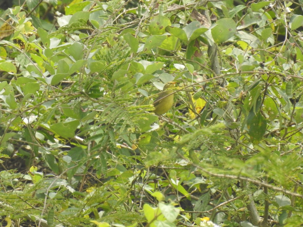 Tickell's Leaf Warbler - ML510567581
