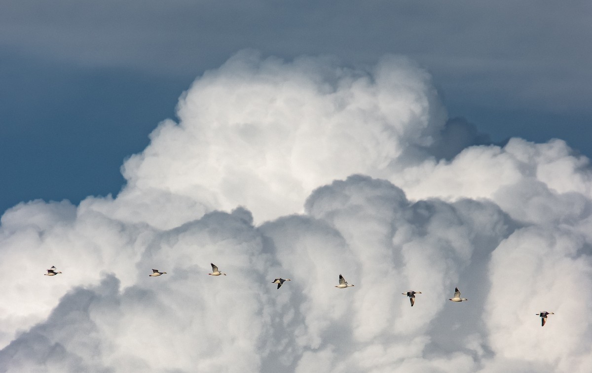 Snow Goose - Liam Huber