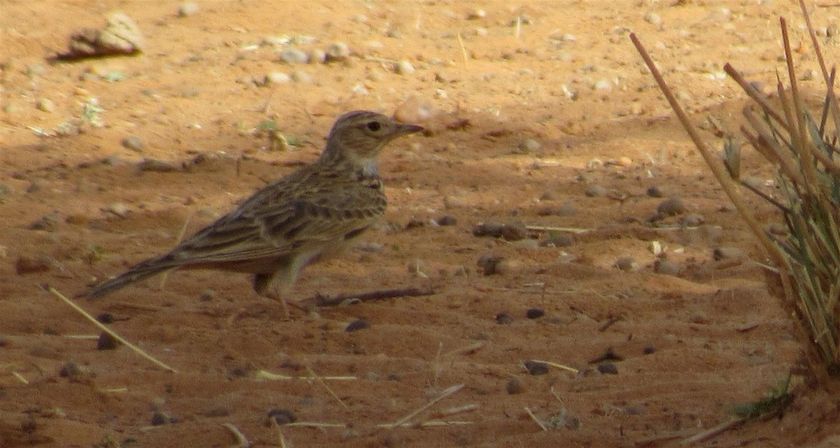 Eurasian Skylark (European) - ML51056791