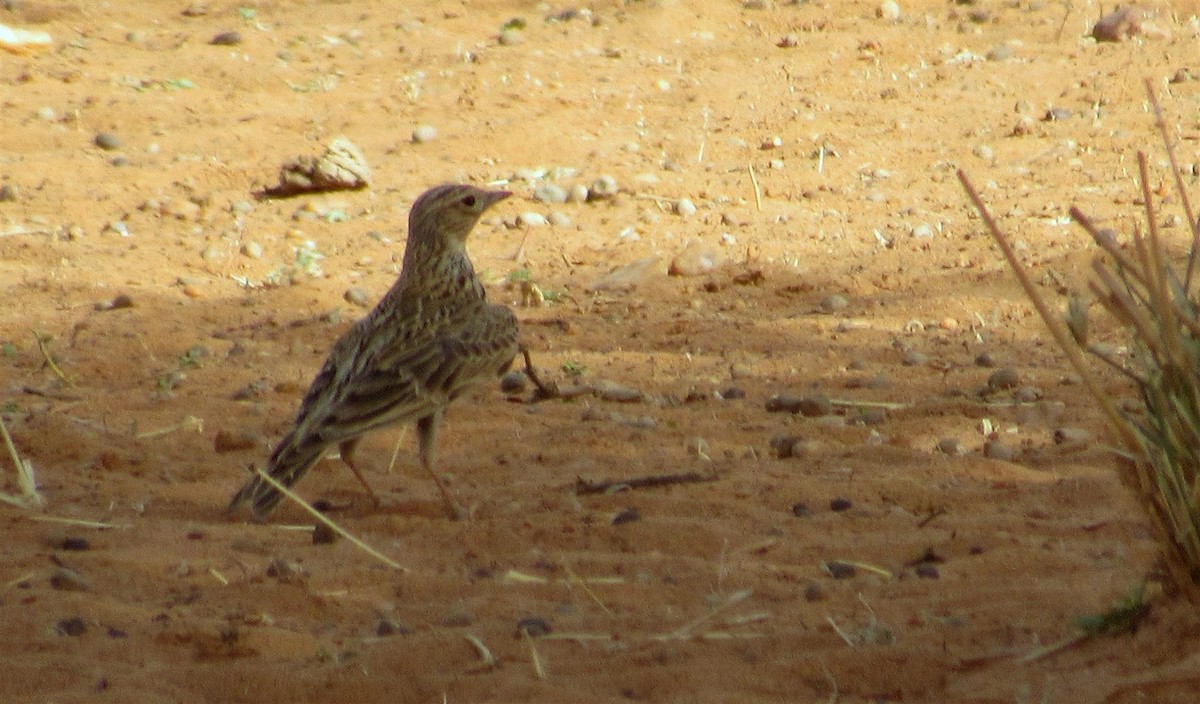 Eurasian Skylark (European) - ML51056821