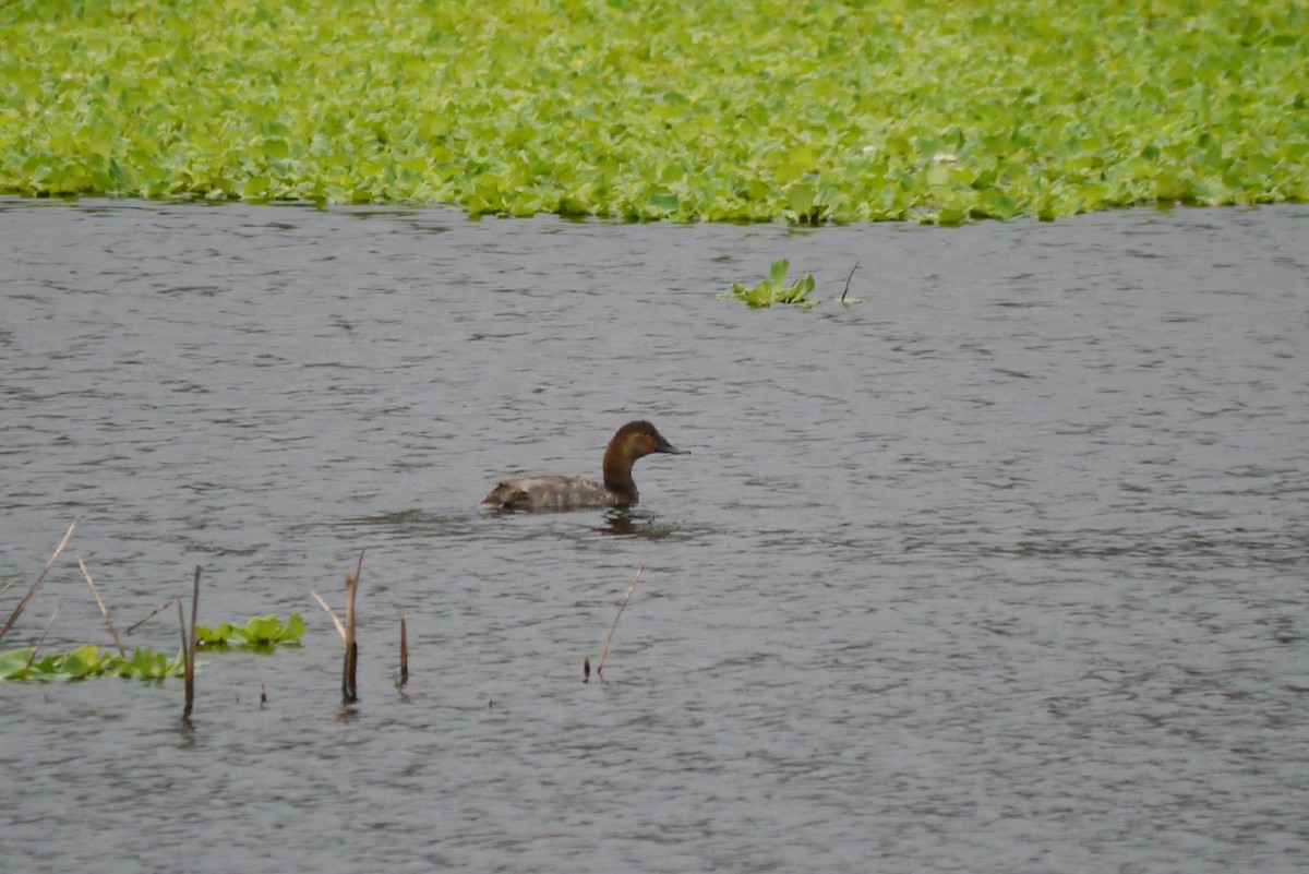 Common Pochard - ML510568881