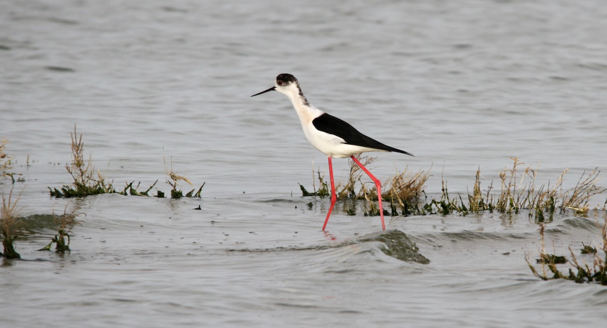 Black-winged Stilt - ML510569801